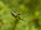 Close View of a Spider Weaving a Web, Groton, Connecticut Photographic Print by Todd Gipstein