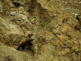 Grizzly Bear Pauses to Reconsider Route Through Cliffs, Alaska Fotografie-Druck von Michael S. Quinton