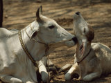 Brahman Cow Cleaning Her Calf Photographic Print by James L. Stanfield