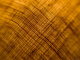 Backlit Burlap, Lexington, Massachusetts Photographic Print by Tim Laman