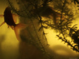 Goldfish in a Fish-Tank, Paris, France Photographic Print by Brimberg & Coulson 