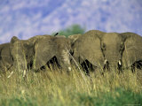Elephants Form a Defensive Line in Kidepo Valley, Uganda Photographie par David Pluth