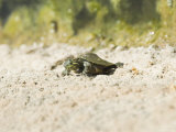Baby Red-Eared Slider Turtle on Pond Wall, Trachemys Scripta, Santa Barbara, California Photographic Print