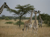 Adult Masai Giraffe with Three Calves 写真プリント - マイケル・ニコルズ Adult Masai Giraffe with Three Calves 写真プリント - マイケル・ニコルズ
