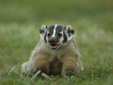 Hand-Raised Badger at the Home of a Wildlife Rescue Network Worker Photographic Print by Joel Sartore