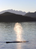 Humpback Whale Blows at Sunset, Alaska Photographic Print by Ralph Lee Hopkins