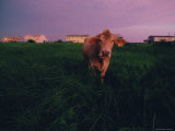 Cow Walks near Beachhouses in Galveston Stampa fotografica di Joel Sartore Cow Walks near Beachhouses in Galveston Stampa fotografica di Joel Sartore