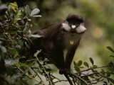 Close View of a Yellow-Nosed Monkey Balanced on a Branch Photographic Print by Michael Nichols