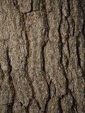 Close-Up of Bark of White Pine Tree, Lexington, Massachusetts Photographic Print by Tim Laman