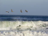 Four Brown Pelicans Flying above the Surf, California Fotografisk tryk af Rich Reid