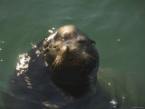 California Sea Lion Floating at Surface with Head Out of Water Photographic Print
