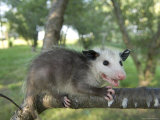Baby Opossum on a Farm in Greenleaf, Kansas Photographic Print by Joel Sartore