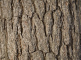 Close-Up of White Pine Tree, Lexington, Massachusetts Photographic Print by Tim Laman