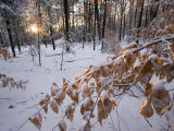 Fresh Snow in the Woods, Lexington, Massachusetts Photographic Print by Tim Laman