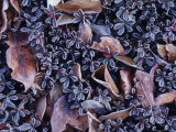 Frosty Kinnikinnick and Leaves, Alaska Fotografie-Druck von Michael S. Quinton