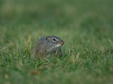 Free-Roaming Ground Squirrel at Omaha Zoo, Nebraska Lámina fotográfica por Joel Sartore Free-Roaming Ground Squirrel at Omaha Zoo, Nebraska Lámina fotográfica por Joel Sartore