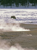 Bison Grazing near Hot Springs, Yellowstone National Park, Wyoming Photographie par Gordon Wiltsie
