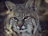 Close-Up of a Bobcat Photographic Print by Dr. Maurice G. Hornocker