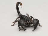 Emperor Scorpion at the Lincoln Children's Zoo, Nebraska Photographie par Joel Sartore