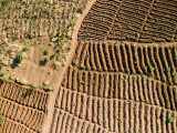 Corn Cultivation Along the Edge of Lake Tanganyika in a Sheltered Bay, Tanzania Photographic Print by Michael Fay