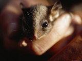 Endangered Leadbeaters Possum Gently Held in a Human Hand, Yellingbo Nature Reserve, Australia Photographic Print by Jason Edwards