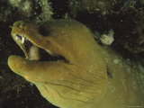 Close-Up of a Green Moray Eel 写真プリント - ビル・ビル・カートシンガー