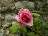 Close-Up View of a Pink Rose Blossom against an Ancient Stone Wall, Asolo, Italy Photographic Print by Todd Gipstein