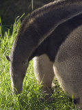 Captive Giant Anteater, Santa Barbara, California Photographic Print by Rich Reid
