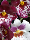Four Exotic Orchid Blossoms, Groton, Connecticut Photographic Print by Todd Gipstein