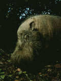 Bearded Swine, Borneo Photographie par Mattias Klum