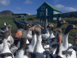Iceland: Geese on a Farm Photographic Print by Brimberg & Coulson 
