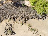 Hippos in the Drying Mud of the Katuma River in Katavi National Park, Tanzania Photographic Print by Michael Fay