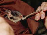 Endangered Leadbeaters Possum Fed While Held in a Restraining Bag, Australia Photographic Print by Jason Edwards