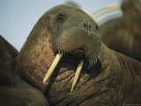 Adult Female Walrus, Alaska Photographic Print by Bill Curtsinger