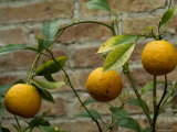 Close-Up of Lemons Growing on a Tree, Asolo, Italy Photographic Print by Todd Gipstein