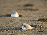 Endangered Western Snowy Plover on a Beach, California Photographic Print by Rich Reid