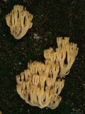 Fungi Grows Out of a Fallen Log in an Alaska Rainforest Photographic Print by Michael S. Quinton