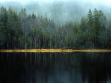 Arrow-Straight Evergreens Are Reflected in a River or Lake; the Rest is Lost in Mist Photographic Print by Mattias Klum