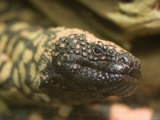 Gila Monster from the Henry Doorly Zoo, Omaha Zoo, Nebraska Photographic Print by Joel Sartore