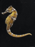 Captive Indo Pacific Seahorse, Baltimore, Maryland Photographic Print by George Grall