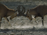 Close Up of Two Ibexes Sparring with their Horns Locked Together Photographic Print by James L. Stanfield