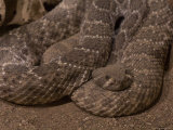 Diamondbacked Rattlesnake at the Henry Doorly Zoo, Omaha Zoo, Nebraska Photographic Print by Joel Sartore