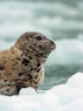 Harbor Seal Pup on Ice Floe, Alaska Photographic Print by Ralph Lee Hopkins