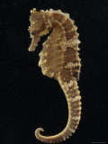 Captive Lined Seahorse, Baltimore, Maryland Photographic Print by George Grall