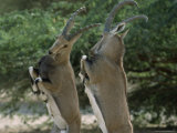 Close Up of Two Ibexes Rearing During a Sparring Competition Photographic Print by James L. Stanfield