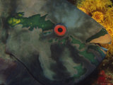 Close View of a Parrotfish 写真プリント - ビル・ビル・カートシンガー