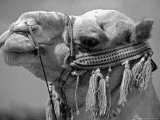 Israel, Jerusalem: Profile of a Camel on the Street Photographic Print by Brimberg & Coulson 