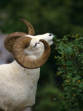 Dall's Sheep Ram Eating Alder Leaves, Alaska Photographie par Michael S. Quinton