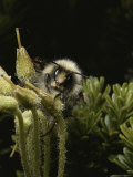 Close View of a Bee on Heath Photographic Print by Sylvia Sharnoff