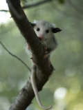 Baby Opossum near Greenleaf, Kansas Photographic Print by Joel Sartore